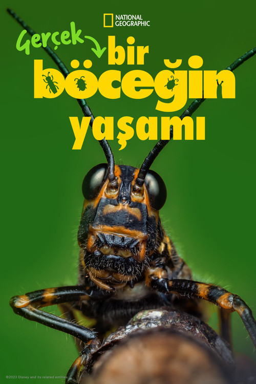 Gerçek Bir Böceğin Yaşamı dizi afişi