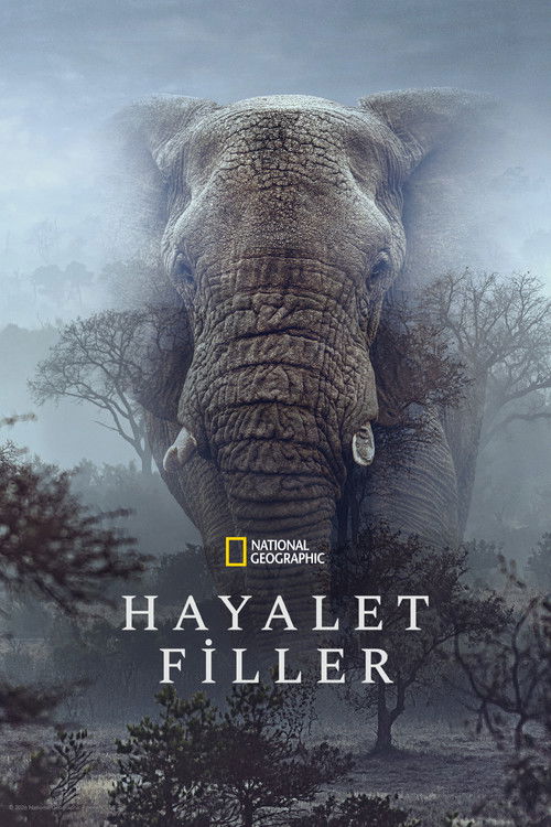 Hayalet Filler film afişi