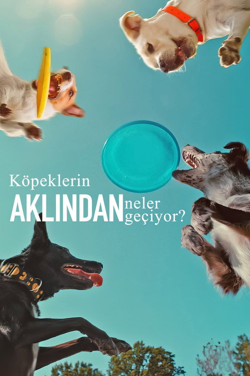 Inside the Mind of a Dog film afişi