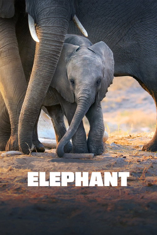 Elephant film afişi